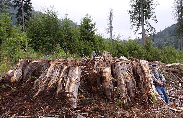 Standing beside a massive 16ft diameter redcedar stump is Hans Tammemagi