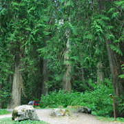 Sumallo Grove