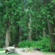 Sumallo Grove