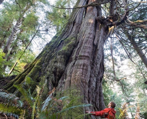 One of several monumental western redcedars located in Jurassic Grove