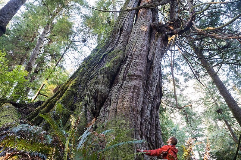 One of several monumental western redcedars located in Jurassic Grove