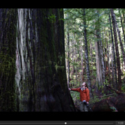The two journalism students put together an audio/visual story on the Avatar Grove. Follow this link to watch and listen: https://thethunderbird.ca/2011/03/31/old-trees-find-new-value-in-historic-logging-town/