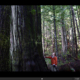 The two journalism students put together an audio/visual story on the Avatar Grove. Follow this link to watch and listen: https://thethunderbird.ca/2011/03/31/old-trees-find-new-value-in-historic-logging-town/