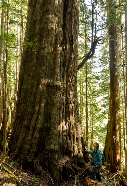 AFA Campaign Director Ken Wu stands beside one of the Avatar Grove's largest redcedars.