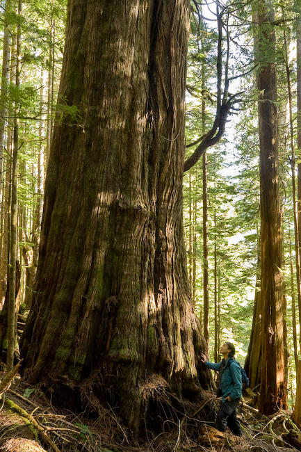 AFA Campaign Director Ken Wu stands beside one of the Avatar Grove's largest redcedars.