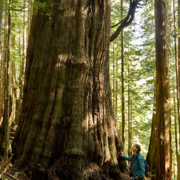 Ken Wu stands beside a giant redcedar in the Upper Avatar Grove