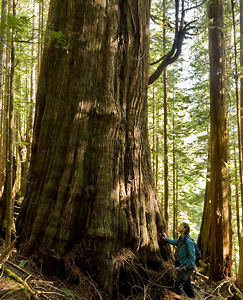 Ken Wu stands beside a giant redcedar in the Upper Avatar Grove