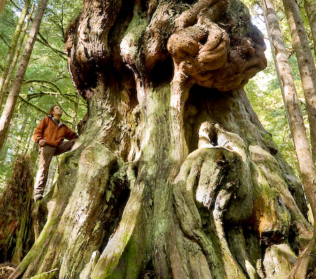 "Canada's gnarliest tree" grows in Avatar Grove