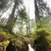 A waterfall cascades through the old-growth redcedars in the endagered Avatar Grove.