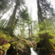 A waterfall cascades through the old-growth redcedars in the endagered Avatar Grove.