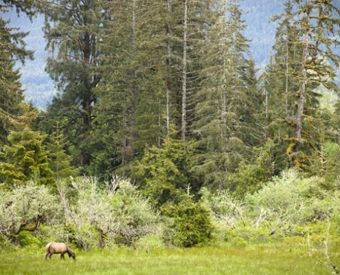 Elk are among the wildlife you will find among the towering trees in Avatar Grove.