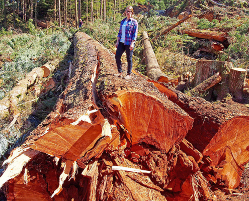 BC's 9th widest Douglas-fir cut down in the Nahmint Valley