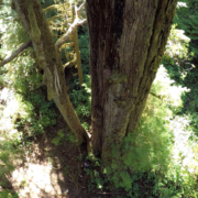 Screenshot from the new video clip which used drones to helped capture footage in the Central Walbran Valley