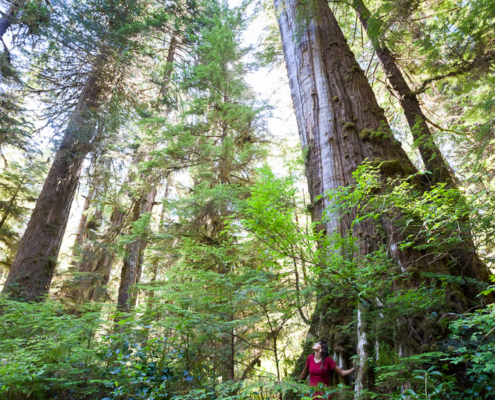Unprotected Castle Grove - Central Walbran Valley