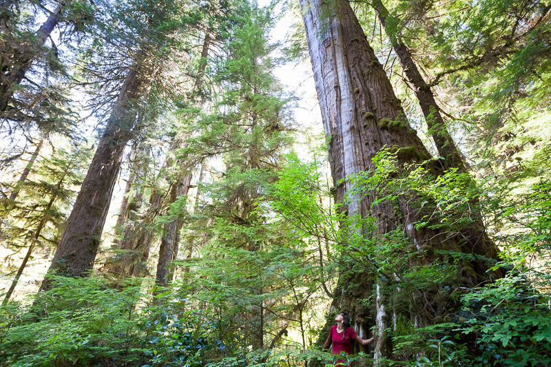 Unprotected Castle Grove - Central Walbran Valley