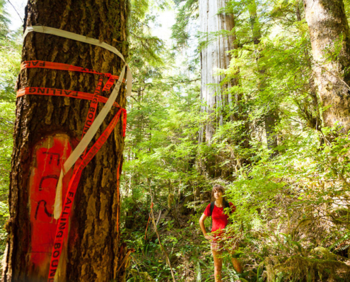 Flagging tape marked "falling boundary" recently discovered in the Upper Castle Grove.
