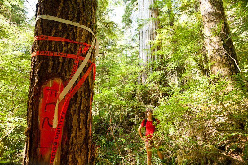 Flagging tape marked "falling boundary" recently discovered in the Upper Castle Grove.