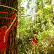 Flagging tape marked "Falling Boundary" was discovered over summer in the Upper Castle Grove.