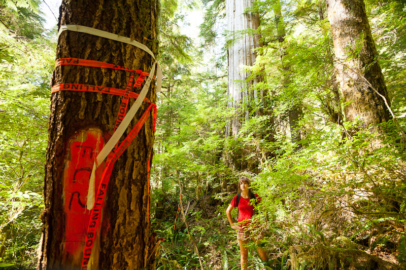 Flagging tape marked "Falling Boundary" was discovered over summer in the Upper Castle Grove.