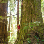 An example of High Productivity Old-Growth Forest. Ancient Forest Alliance volunteer Mary Vasey stands amongst old-growth redcedars in the unprotected Upper Castle Grove in the the Walbran Valley on southwestern Vancouver Island.