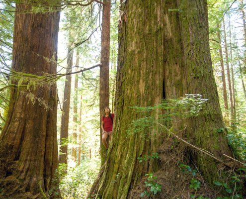 An example of High Productivity Old-Growth Forest. Ancient Forest Alliance volunteer Mary Vasey stands amongst old-growth redcedars in the unprotected Upper Castle Grove in the the Walbran Valley on southwestern Vancouver Island.