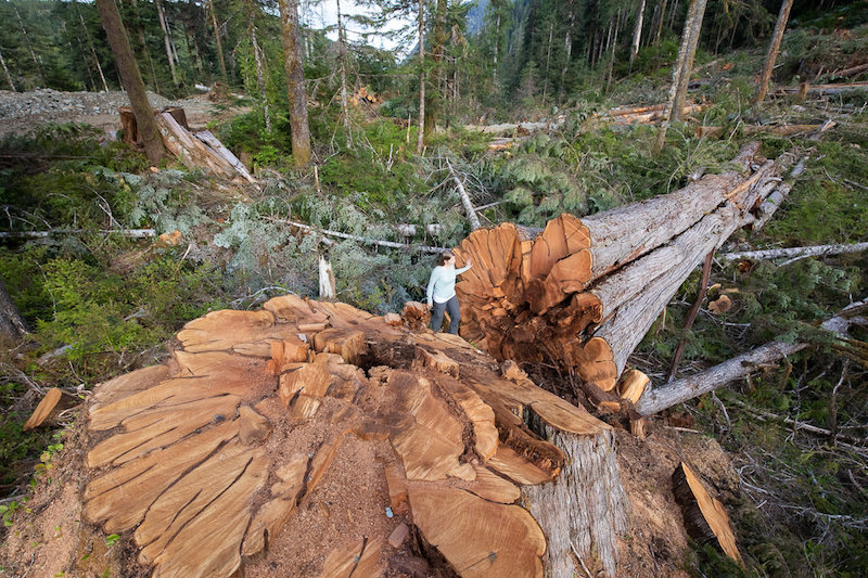 Ancient Forest Alliance campaigner Andrea Inness walks beside an enormous