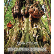 "Canada's gnarliest tree" as seen in the upper Avatar Grove has been featured in the fall edition of Westworld Magazine.