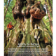 "Canada's gnarliest tree" as seen in the upper Avatar Grove has been featured in the fall edition of Westworld Magazine.