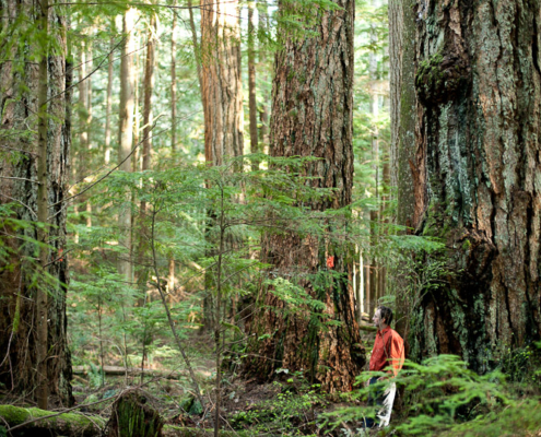 Giant old-growth Douglas-fir trees in the Wilson Creek forest.