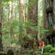 Giant old-growth Douglas-fir trees in the Wilson Creek forest.