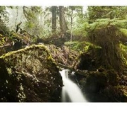 Avatar Grove