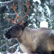 The lichens being auctioned off for namining rights are a key part of the diet of BC's mountain caribou.