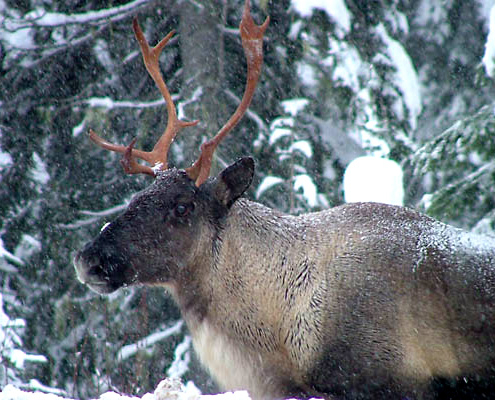 The lichens being auctioned off for namining rights are a key part of the diet of BC's mountain caribou.