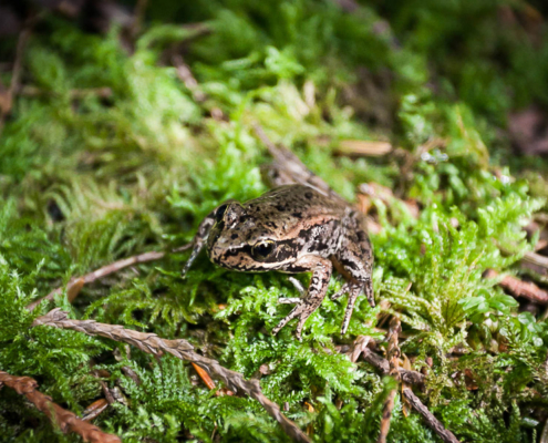 A Northern Red Legged-Frog spotted during the Echo Lake Bio-Blitz. (listed as a species of Special Concern by COSEWIC and Blue-Listed or threatened provincially)