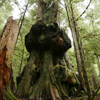 An ancient western red cedar growing in Avatar Grove near Port Renfrew