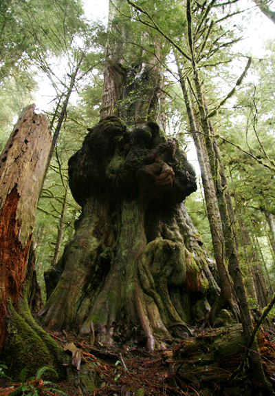 An ancient western red cedar growing in Avatar Grove near Port Renfrew