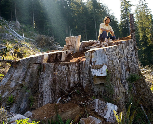 Wu atop a red cedar stump in Upper Walbran Valley.