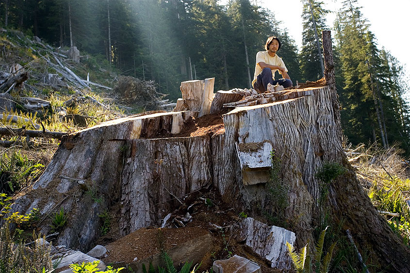 Wu atop a red cedar stump in Upper Walbran Valley.