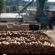 Logs to be processed are pictured at Interfor's Acorn Division mill in Delta