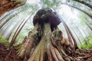The 'Gnarly Tree' at Avatar Grove in Port Renfrew in Pacheedaht territory. This western redcedar has one of the most amazing burls we've ever seen!
