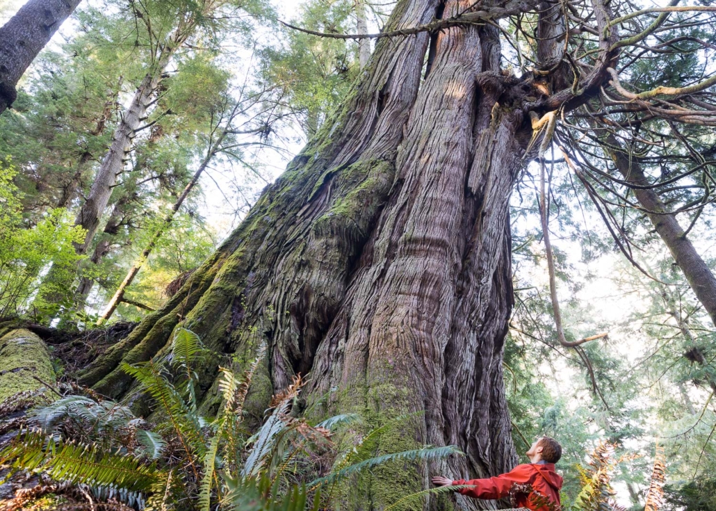 One of many massive cedars found growing in the Jurassic Grove near Port Renfrew, Pacheedaht territory.
