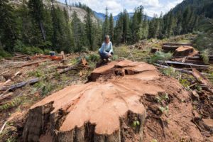 Nahmint Valley - BC Timber Sales
