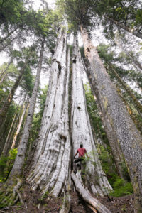 An amazing double cedar tree towering within the active cutblock zone. Sadly, this tree may no longer be standing..