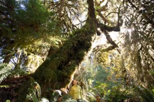 A beautiful bigleaf maple tree.