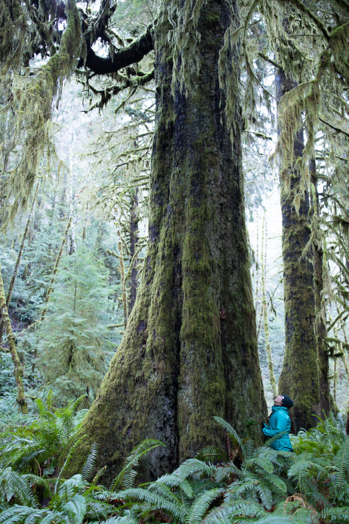 Towering old-growth Sitka spruce trees. You'd half expect to see a dinosaur appear!