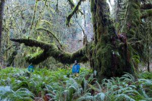 The Wolly Giant! This bigleaf maple ranks as the ninth widest on the Big Tree Registry with a diameter of 2.29m or 7'6". It also may very well have the longest horizontal branch of any tree in BC, measuring 23.1m (76ft) long!
