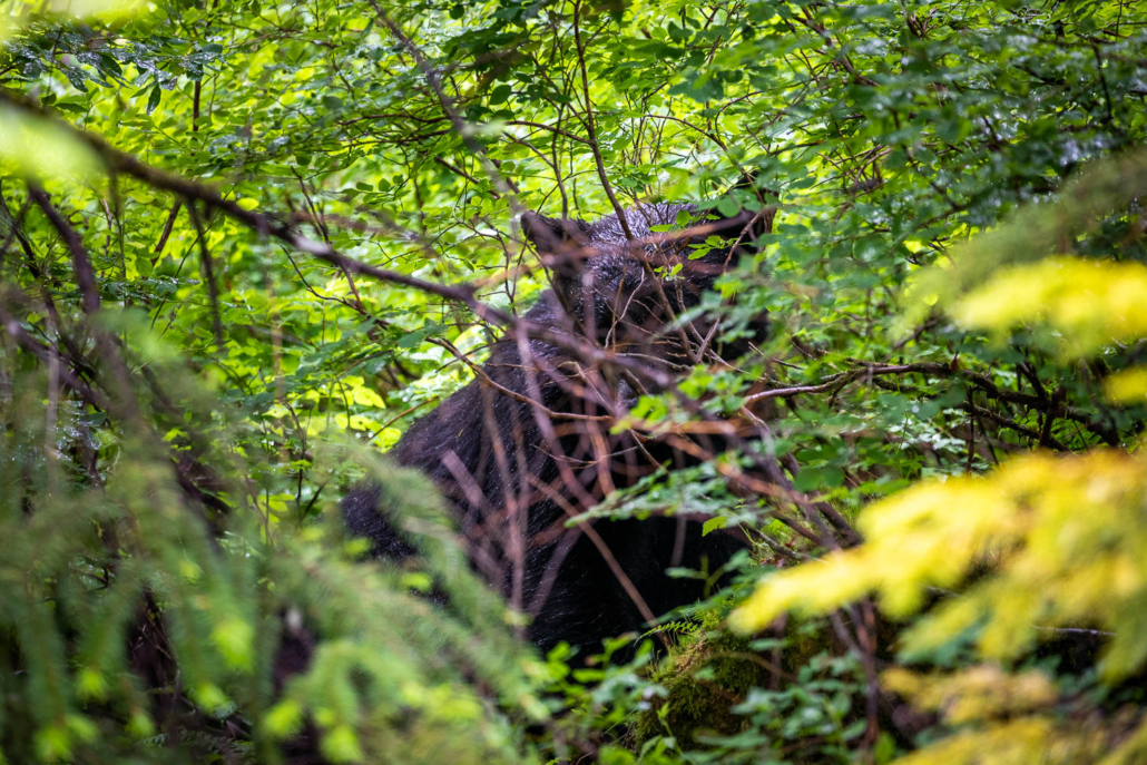 One of many black bears we saw on our visit.