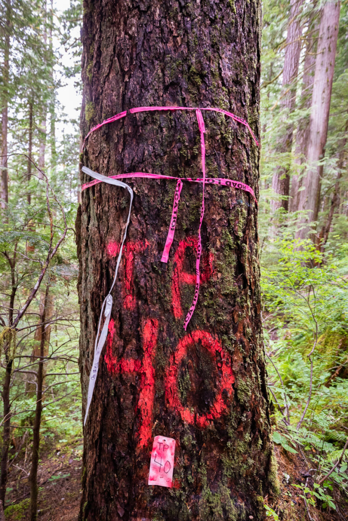 Road Location ribbon from BC Timber Sales