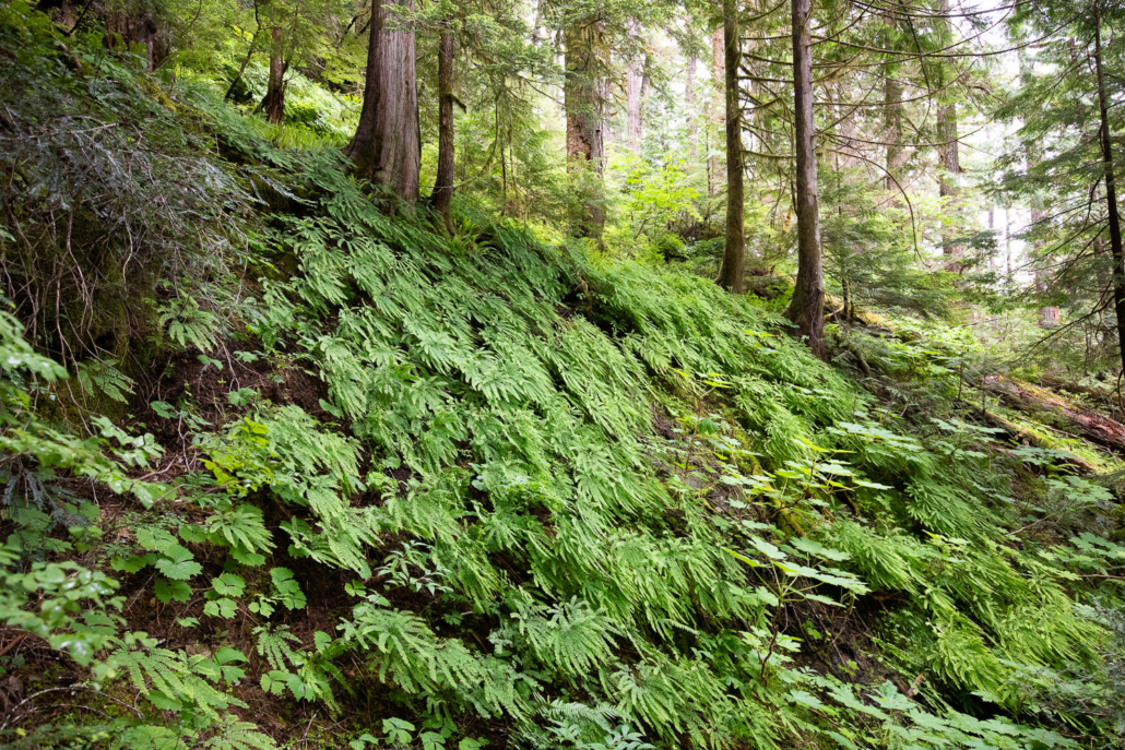 A stunning wall of maidenhair ferns