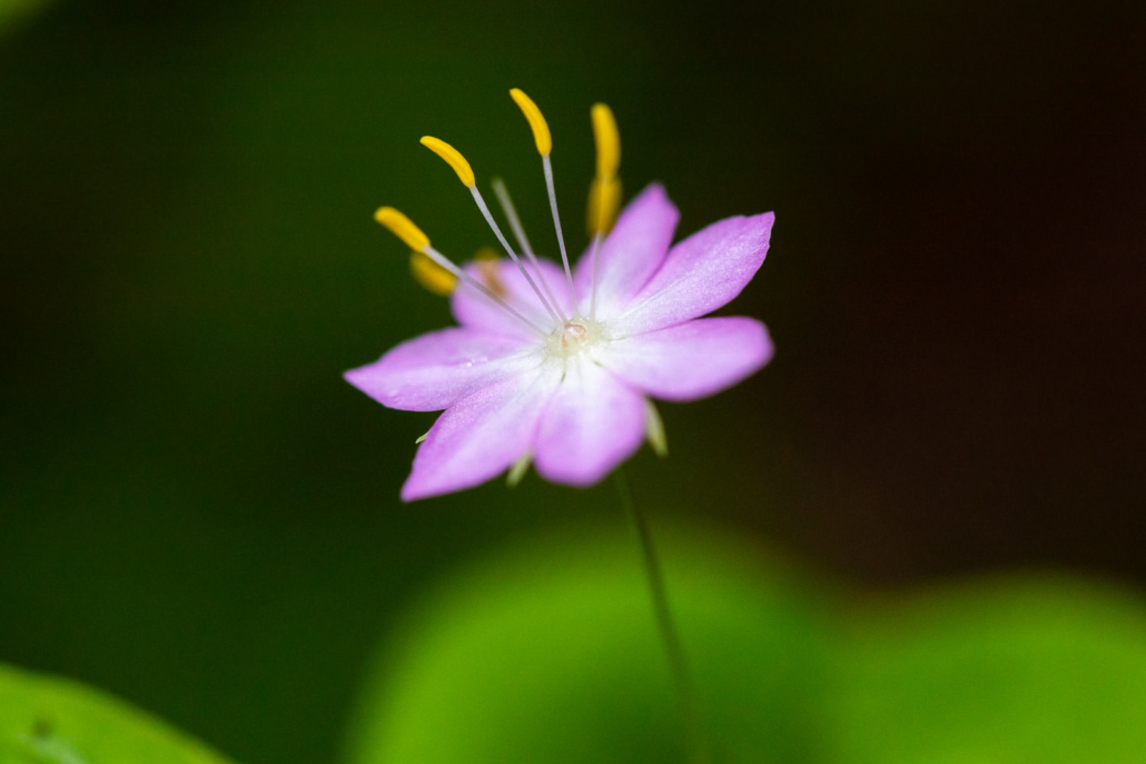 Starflower